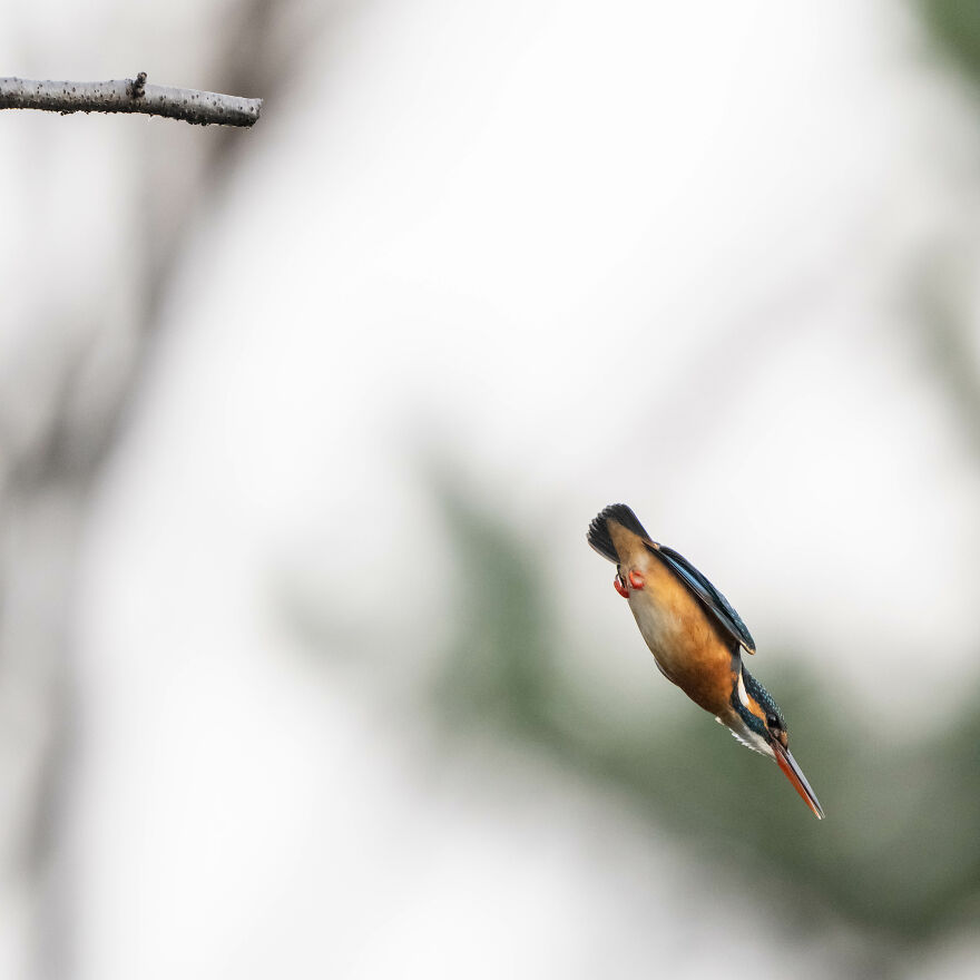 I Capture Every Move Of Diving Kingfishers
