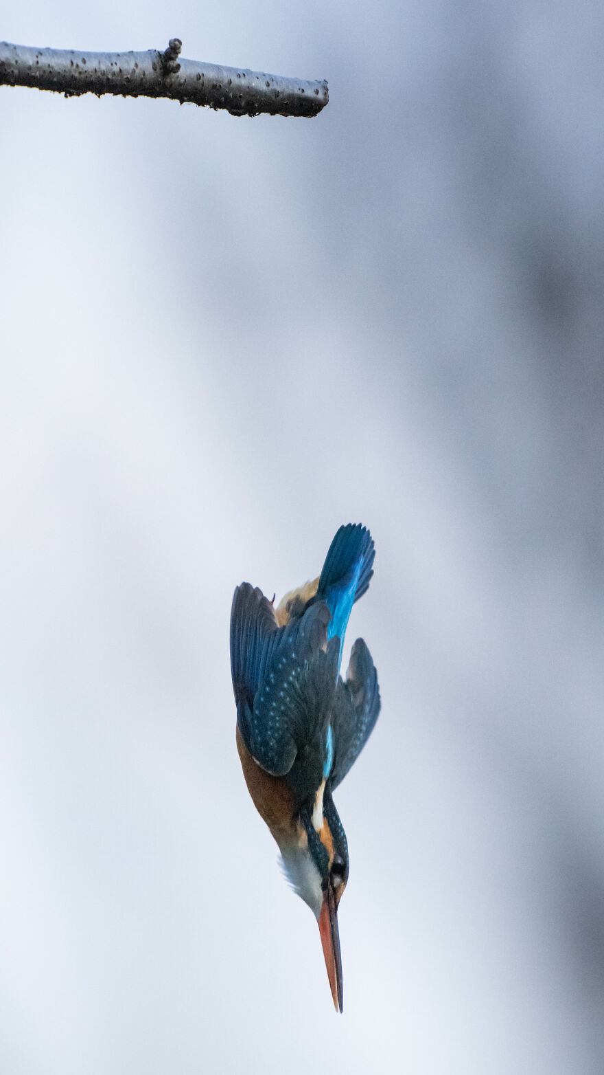 I Capture Every Move Of Diving Kingfishers
