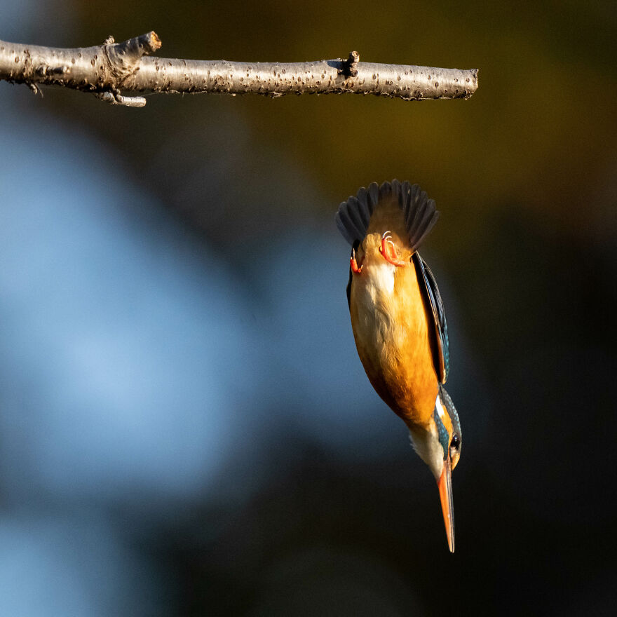 I Capture Every Move Of Diving Kingfishers