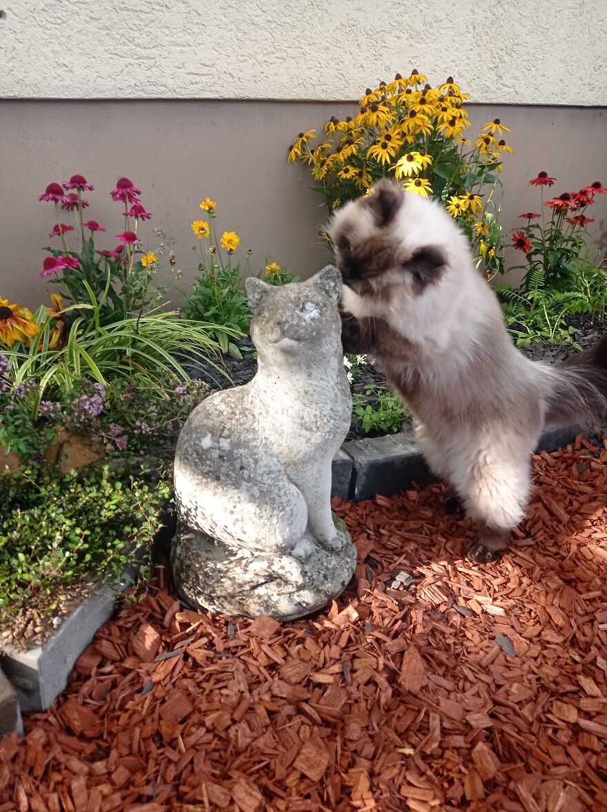 I Built A Small Outdoor Save Space For My Cats I Built A Small Outdoor Save Space For My Cats