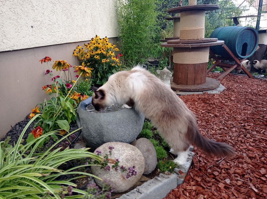 I Built A Small Outdoor Save Space For My Cats I Built A Small Outdoor Save Space For My Cats