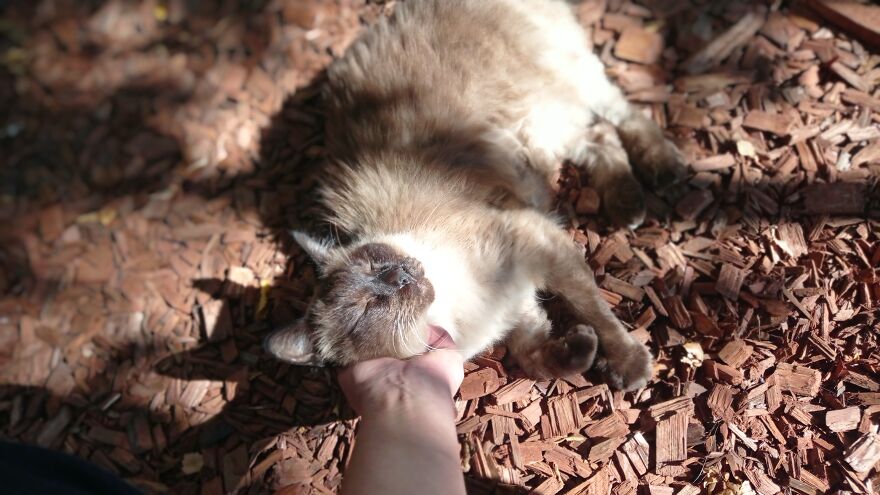 I Built A Small Outdoor Save Space For My Cats I Built A Small Outdoor Save Space For My Cats