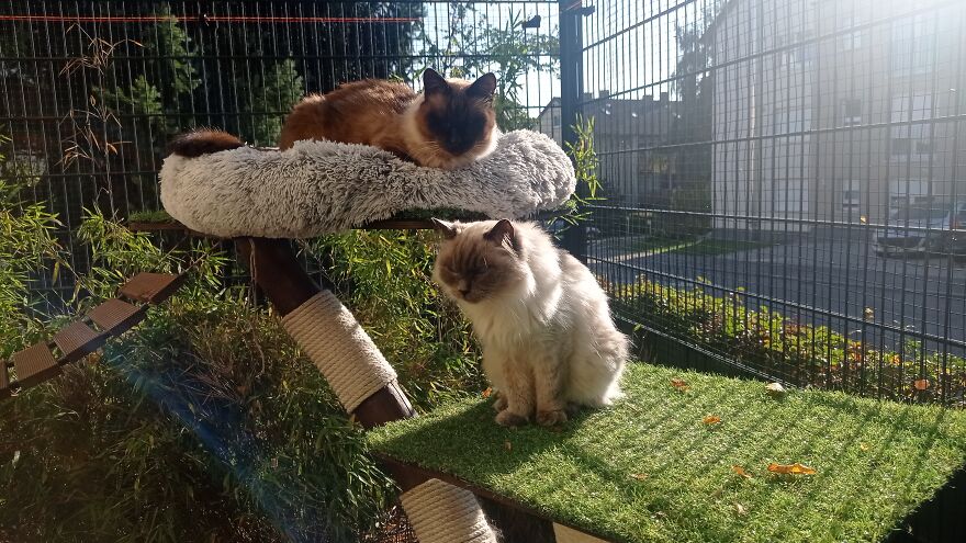 I Built A Small Outdoor Save Space For My Cats I Built A Small Outdoor Save Space For My Cats