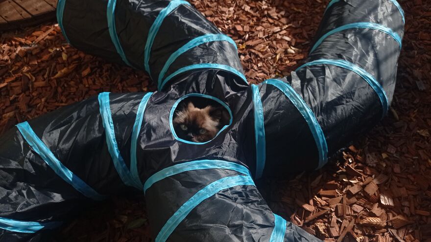 I Built A Small Outdoor Save Space For My Cats I Built A Small Outdoor Save Space For My Cats