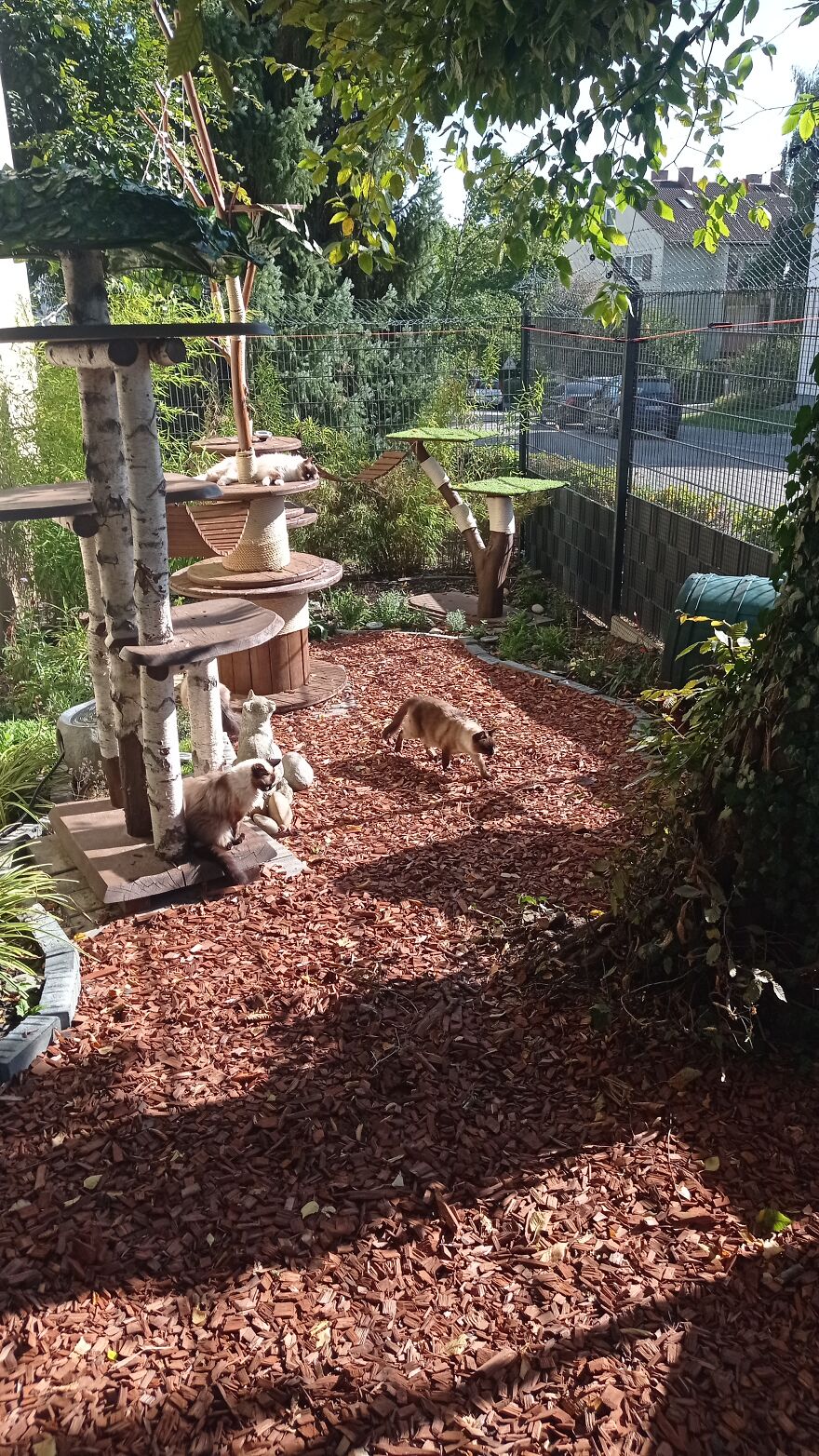 I Built A Small Outdoor Save Space For My Cats I Built A Small Outdoor Save Space For My Cats