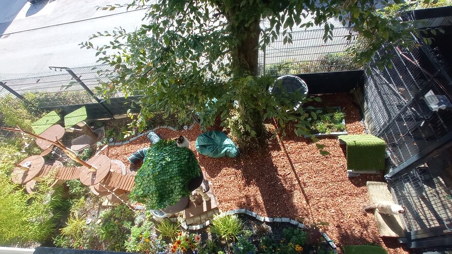 I Built A Small Outdoor Save Space For My Cats I Built A Small Outdoor Save Space For My Cats