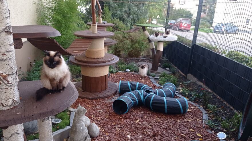 I Built A Small Outdoor Save Space For My Cats I Built A Small Outdoor Save Space For My Cats