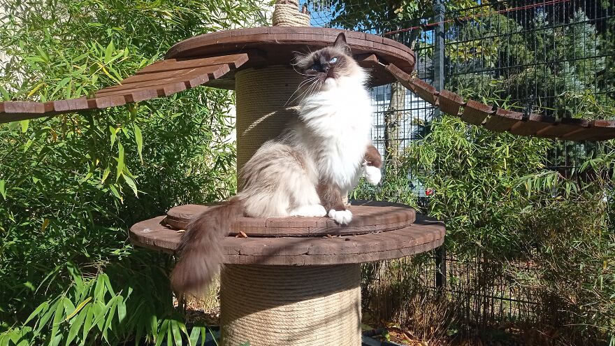 I Built A Small Outdoor Save Space For My Cats I Built A Small Outdoor Save Space For My Cats