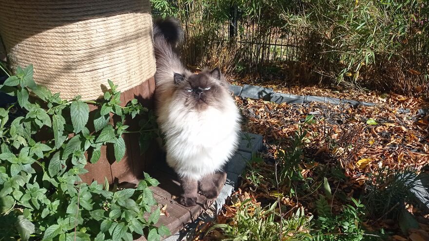 I Built A Small Outdoor Save Space For My Cats I Built A Small Outdoor Save Space For My Cats