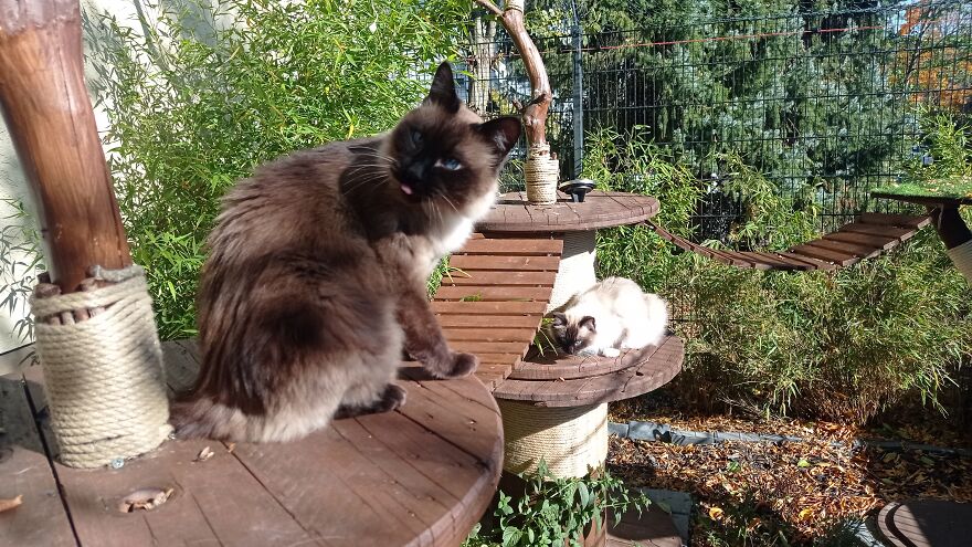 I Built A Small Outdoor Save Space For My Cats I Built A Small Outdoor Save Space For My Cats