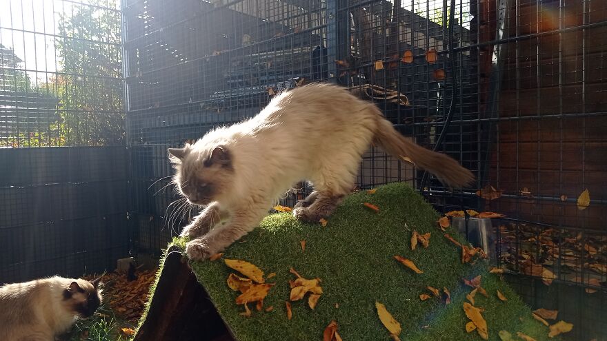 I Built A Small Outdoor Save Space For My Cats I Built A Small Outdoor Save Space For My Cats