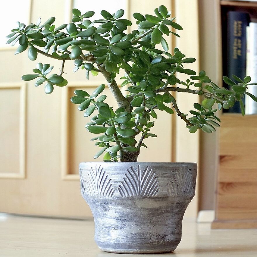 I Recommend These Pet-Friendly Houseplants That Can Coexist Safely With Your Cats And Dogs