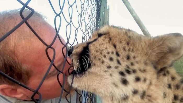 Meet Dolph, A Man Who Became Best Friends With A Wild Cheetah
