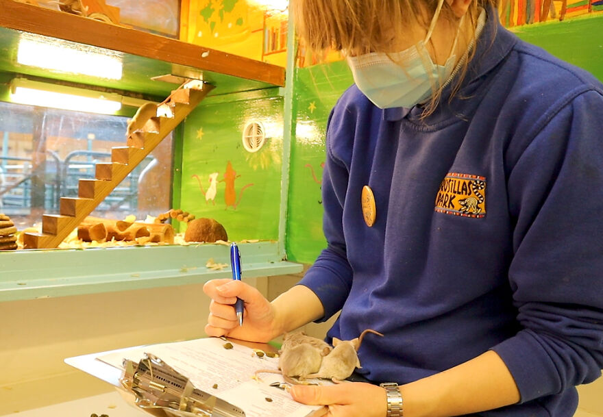 Drusillas Zoo Counts Every Paw, Claw, Feather, And Fang For Annual Stock Take Drusillas Zoo Counts Every Paw, Claw, Feather, And Fang For Annual Stock Take