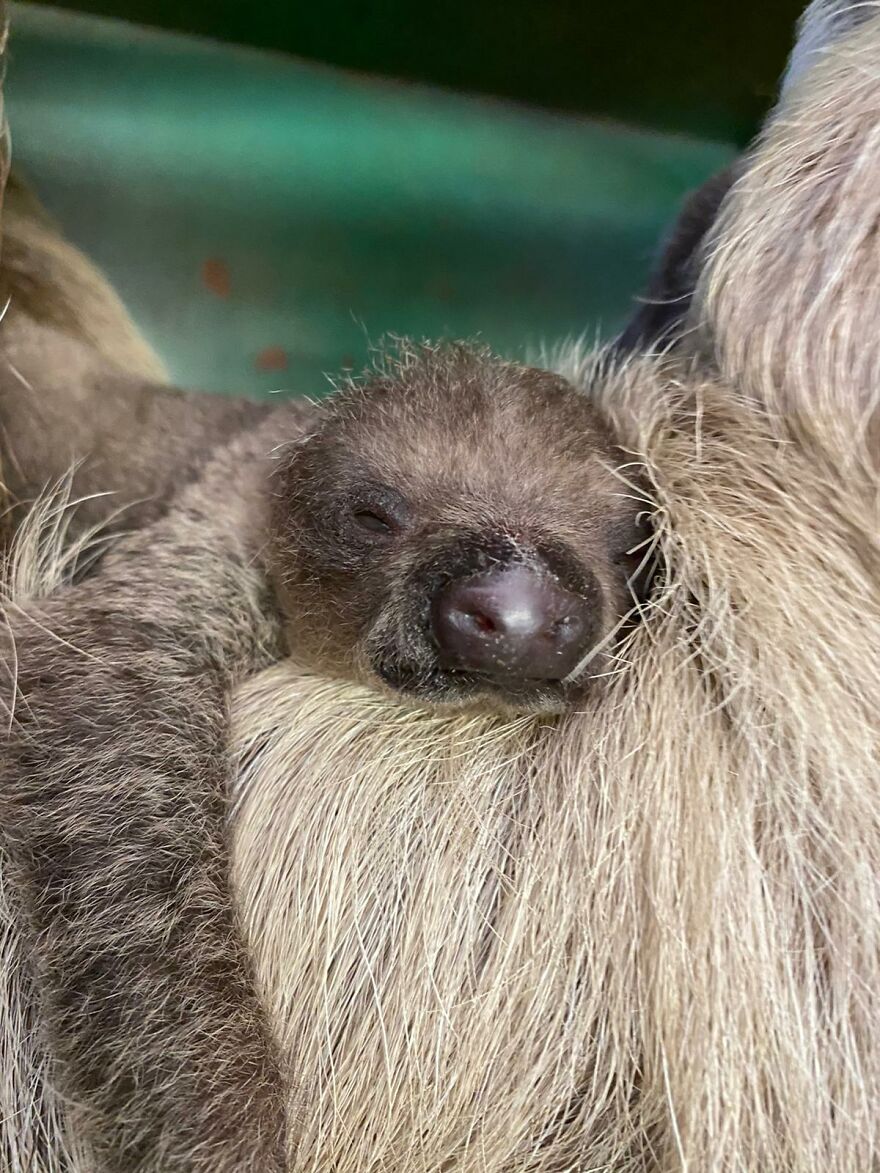 Sussex Zoo Discovers Sloth-Tastic Surprise Baby!