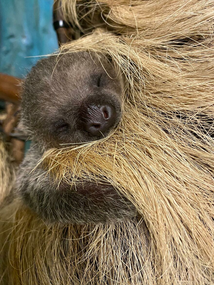 Sussex Zoo Discovers Sloth-Tastic Surprise Baby!