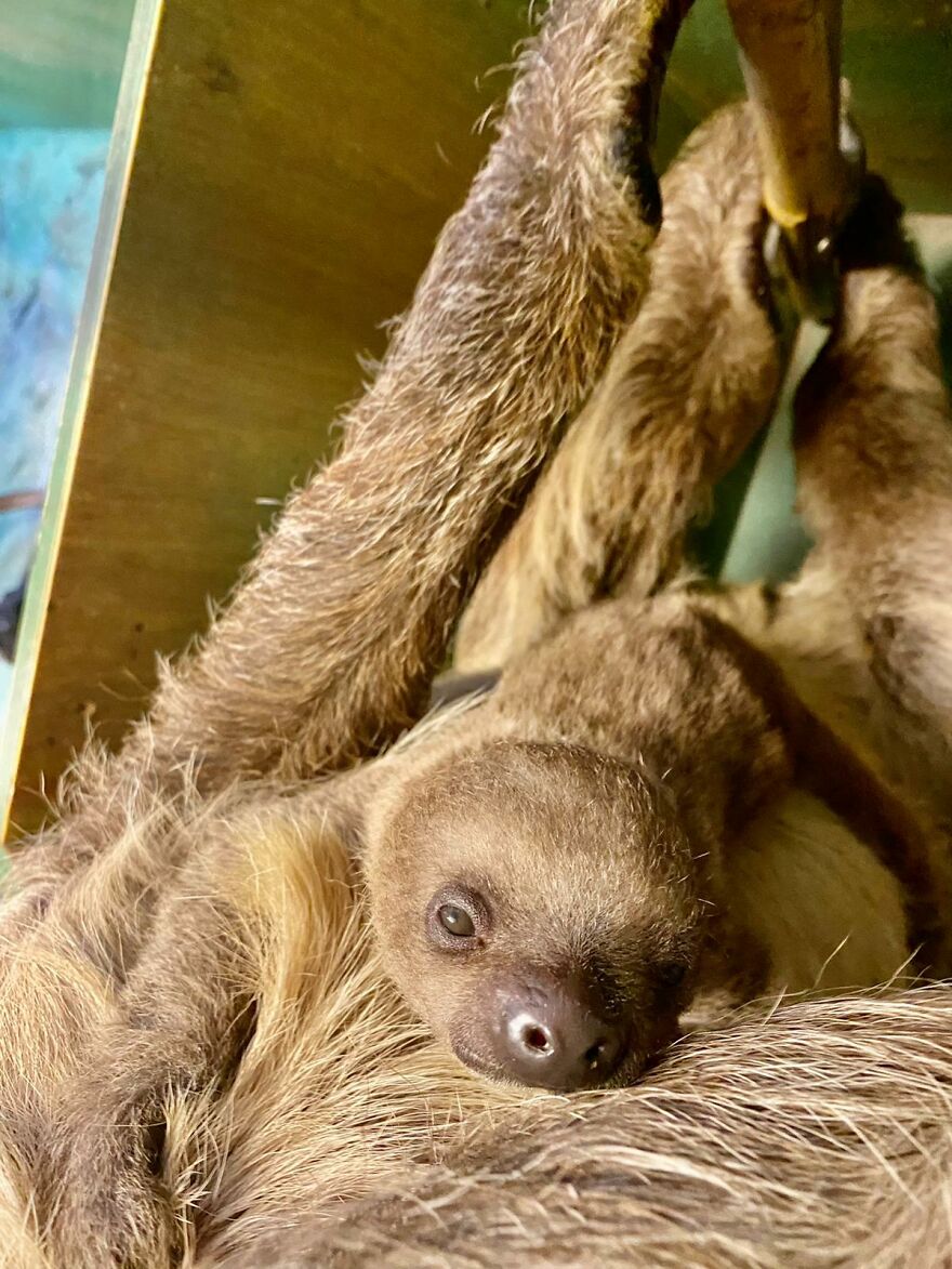 Sussex Zoo Discovers Sloth-Tastic Surprise Baby!