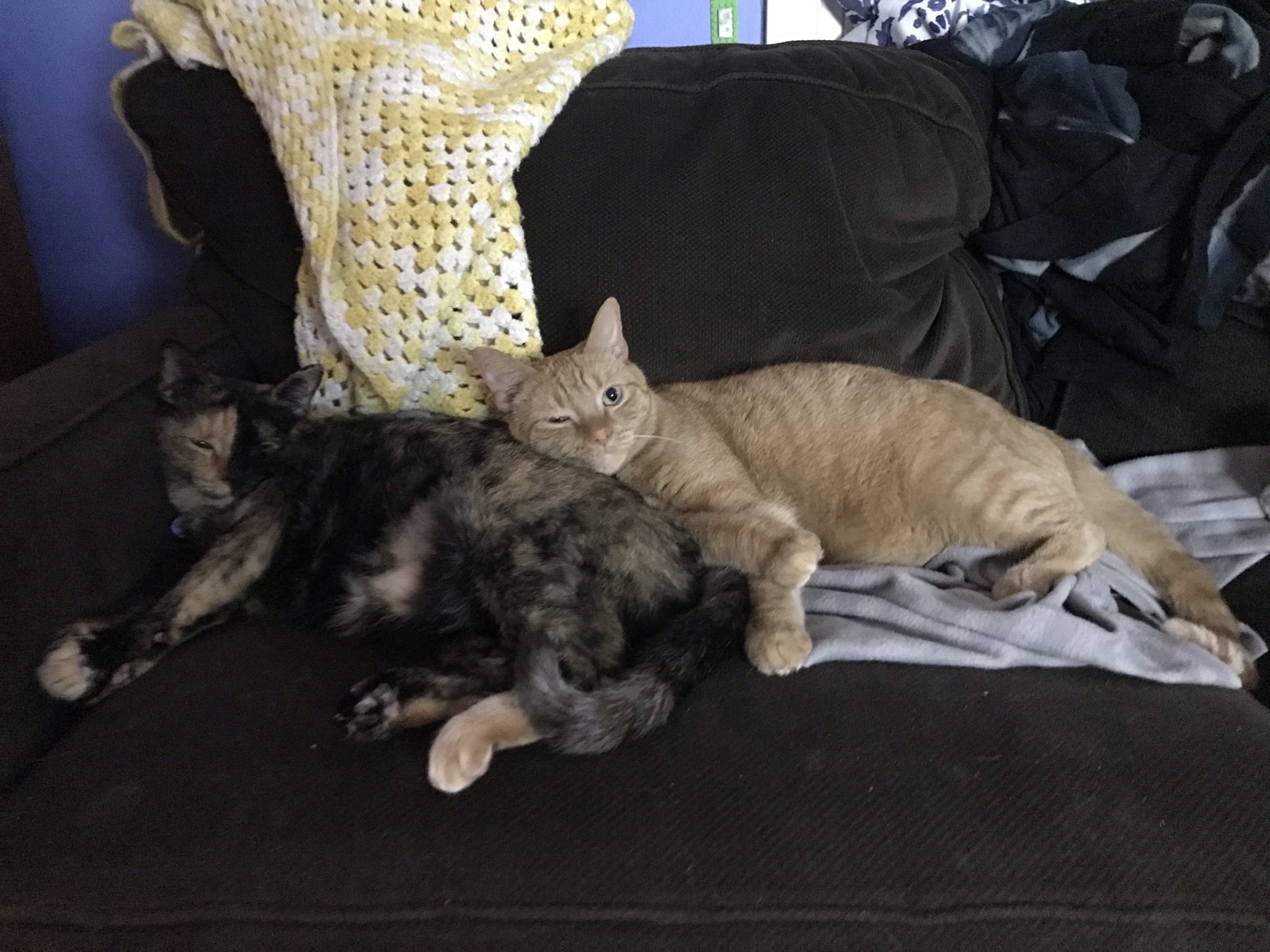 Post An Adorable Picture Of Your Pet!