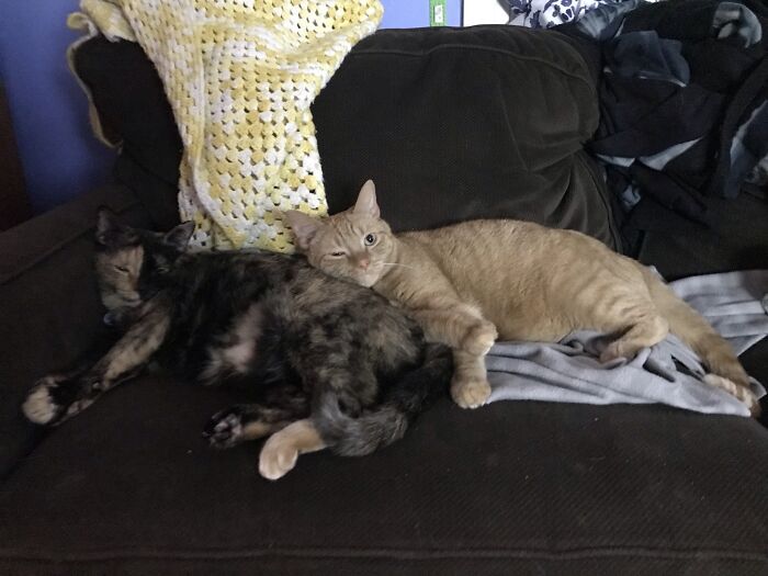 Here Are My Fluffie Floofies! (Flash & Slade)