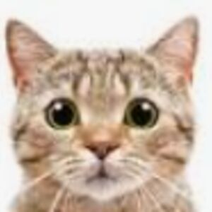 alliemeyers-student avatar