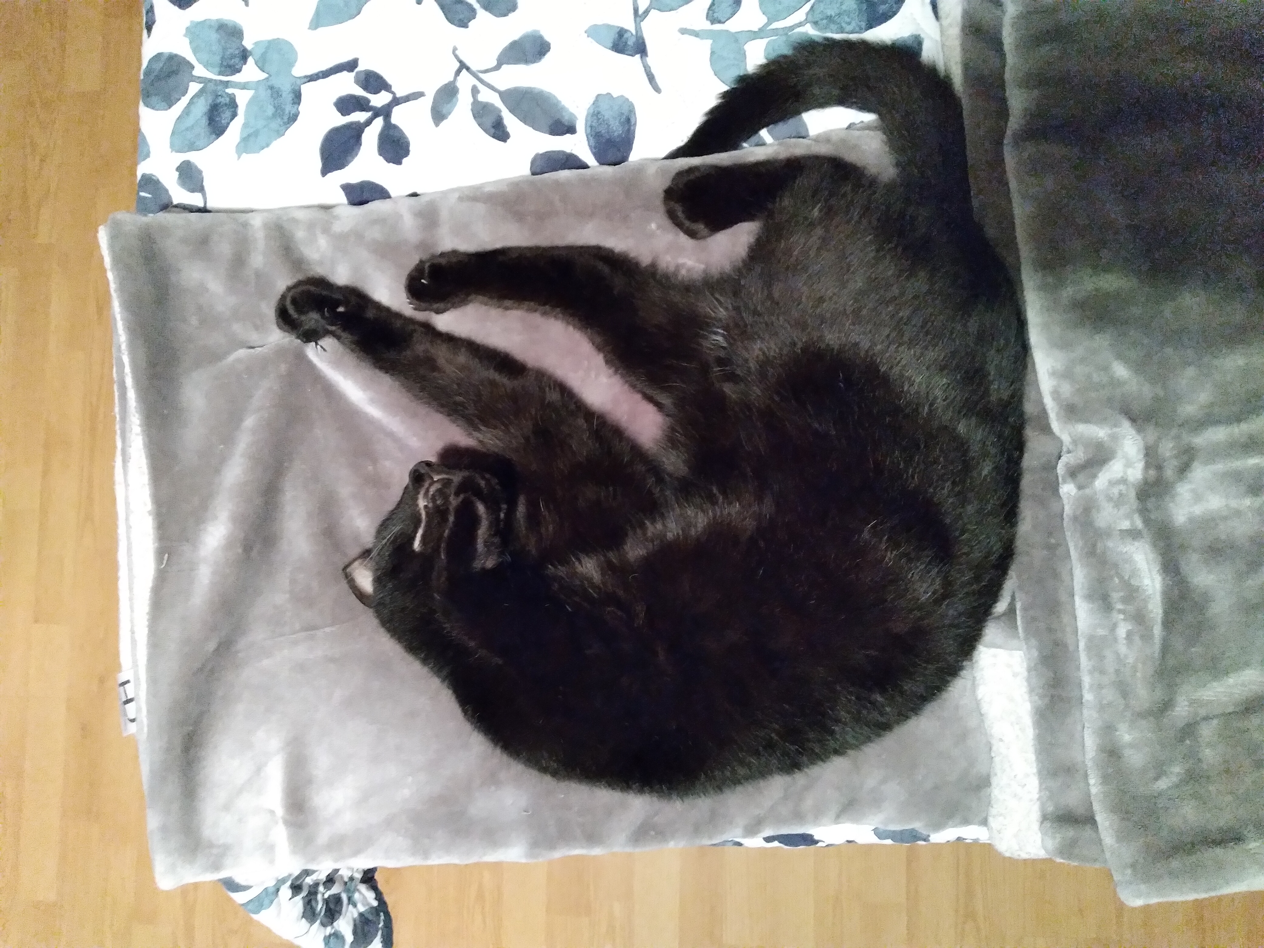 Show Me Your Kitty’s!