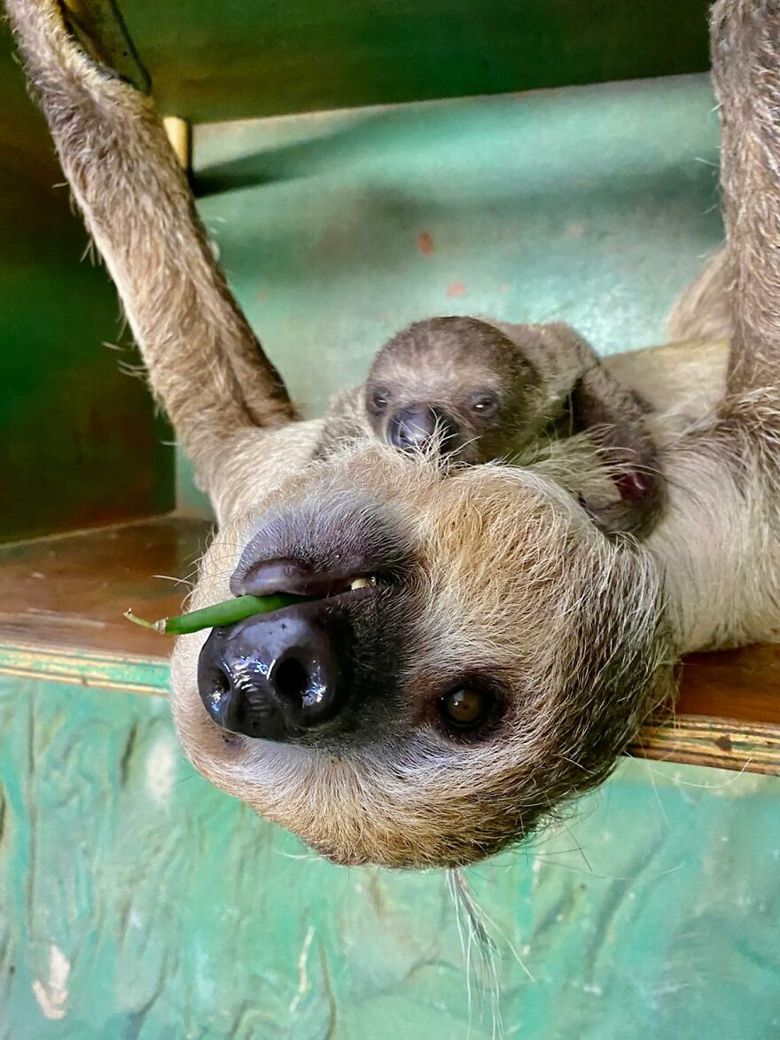 Sussex Zoo Discovers Sloth-Tastic Surprise Baby!