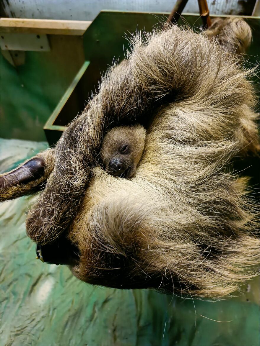 Sussex Zoo Discovers Sloth-Tastic Surprise Baby! Sussex Zoo Discovers Sloth-Tastic Surprise Baby!