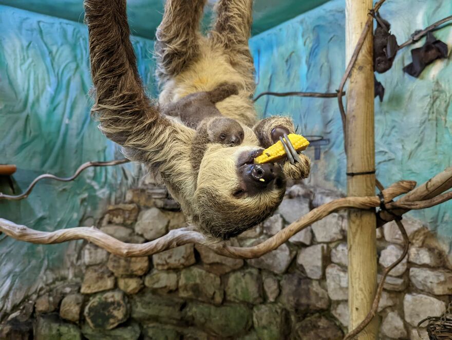 Sussex Zoo Discovers Sloth-Tastic Surprise Baby!