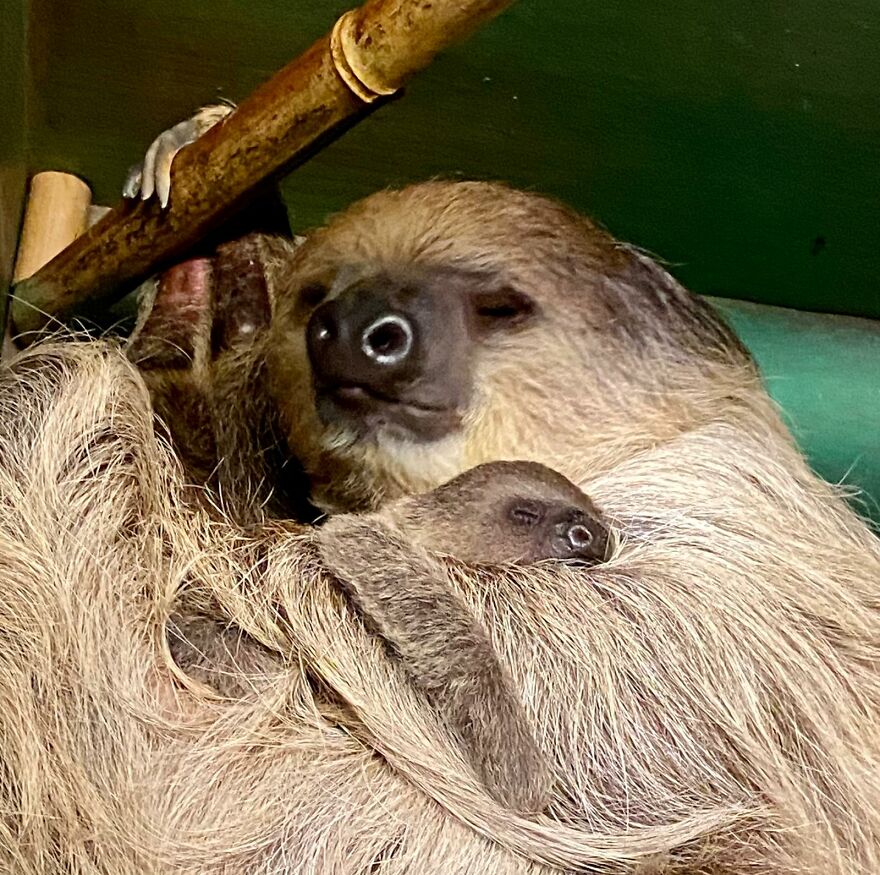Sussex Zoo Discovers Sloth-Tastic Surprise Baby! Sussex Zoo Discovers Sloth-Tastic Surprise Baby!