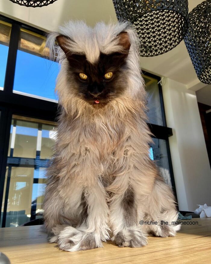 Meet Richie, The Maine Coon Cat Gone Viral On Social Media Meet Richie, The Maine Coon Cat Gone Viral On Social Media