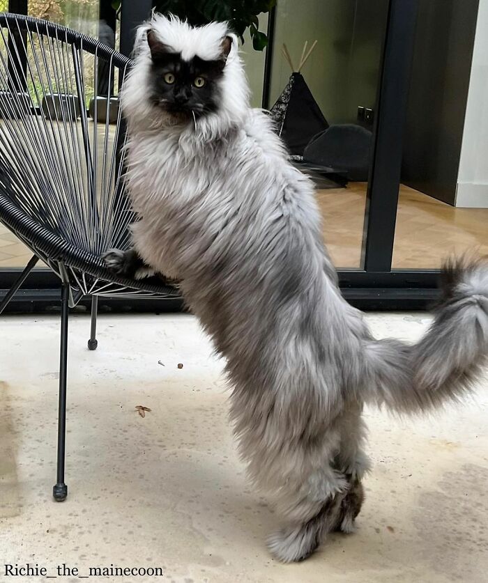 Este es Richie, un gato maine coon que se ha vuelto viral en redes sociales
