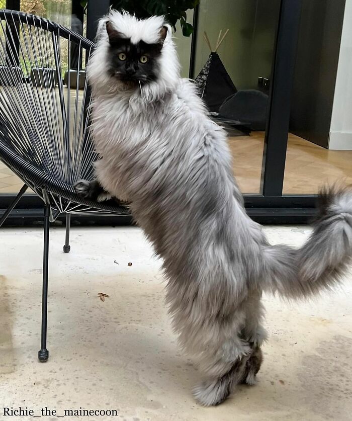 Meet Richie, The Maine Coon Cat Gone Viral On Social Media Meet Richie, The Maine Coon Cat Gone Viral On Social Media