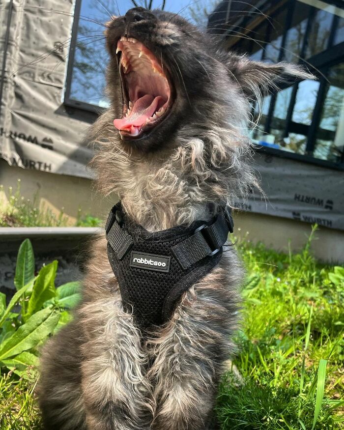 Meet Richie, The Maine Coon Cat Gone Viral On Social Media Meet Richie, The Maine Coon Cat Gone Viral On Social Media