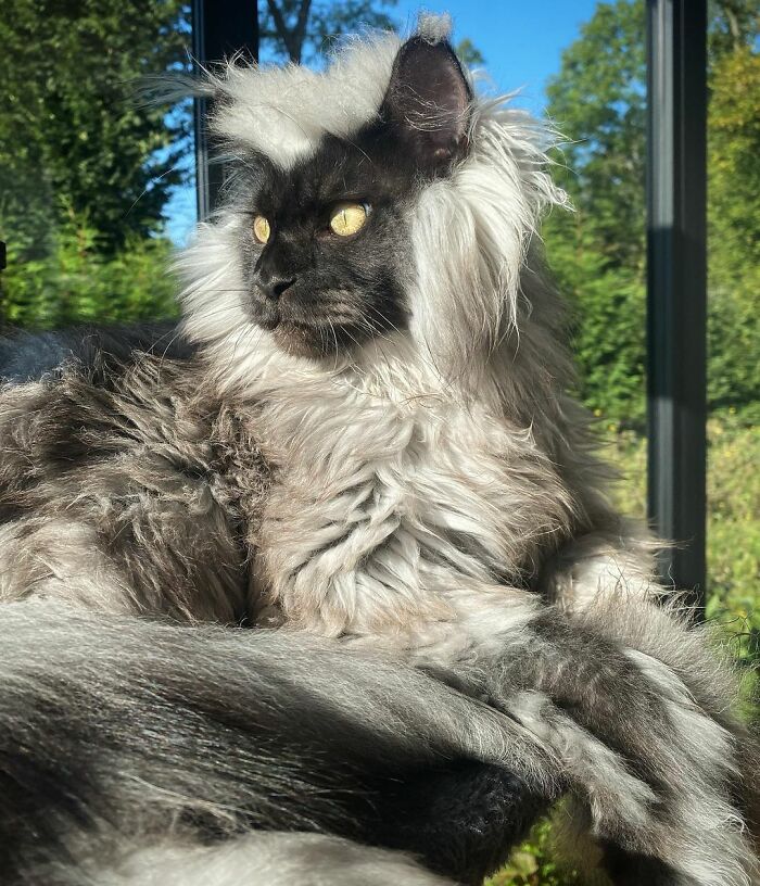 Meet Richie, The Maine Coon Cat Gone Viral On Social Media Meet Richie, The Maine Coon Cat Gone Viral On Social Media