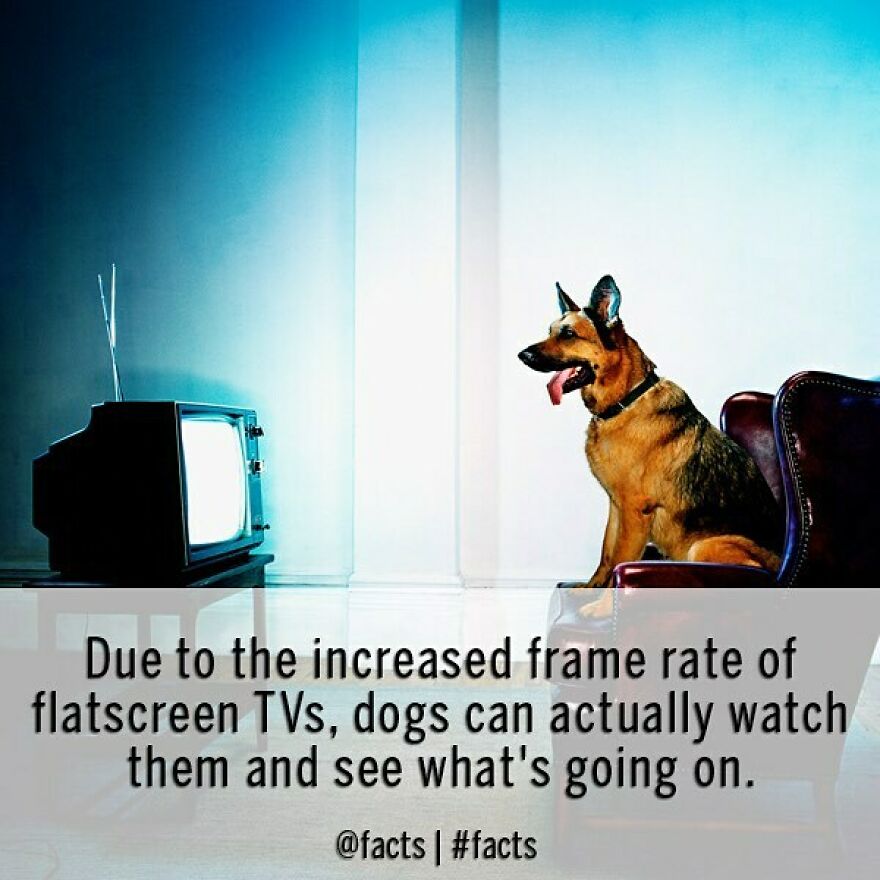 #facts #dog #tv #smart