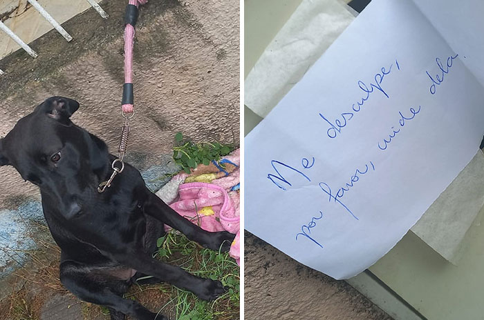 Woman Found A Dog That Was Left Alone With A Note “I’m Sorry, Please Take Care Of Her”
