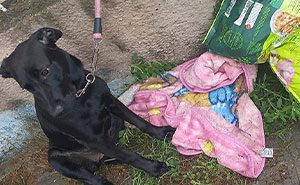 Abandoned Dog Was Found With A Blanket, Some Food And A Note "I'm Sorry, Please Take Care Of Her"