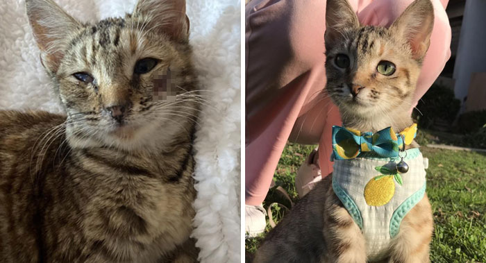 Lemon Before And After Adoption