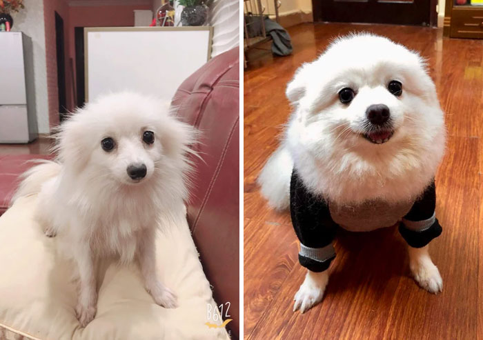 Antes y después de 2 años de ser adoptada