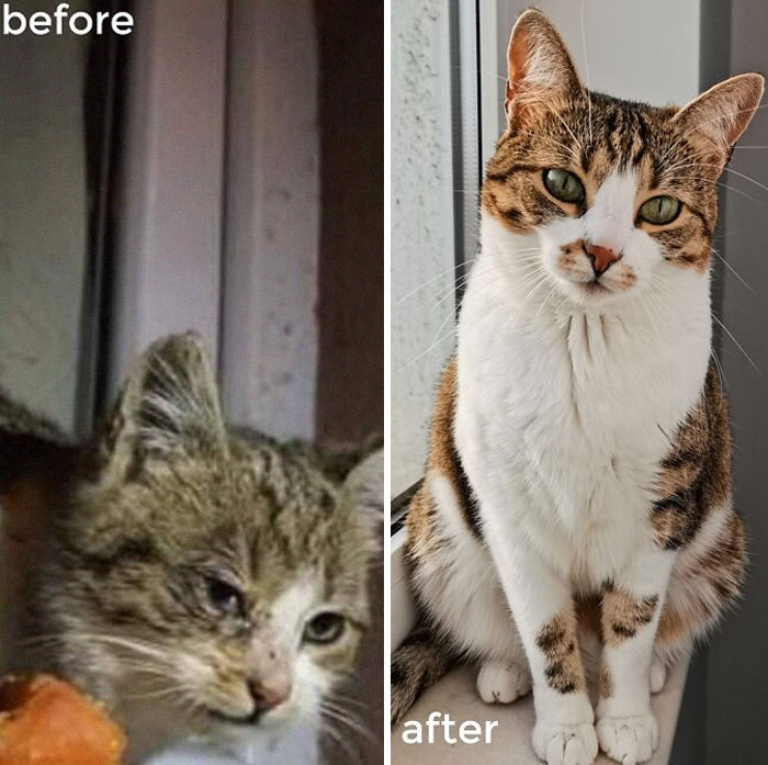 Antes y después de la adopción; nuestra adorable princesa, Kimchi