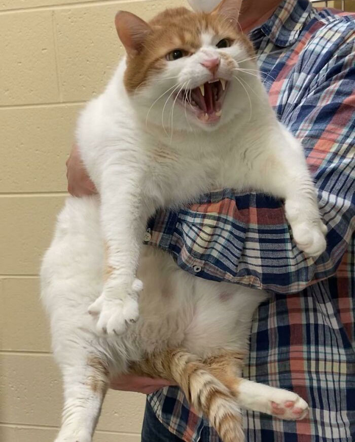 Chonky Cat Mister Weighs 30 Pounds And Available To Adopt From Michigan Humane