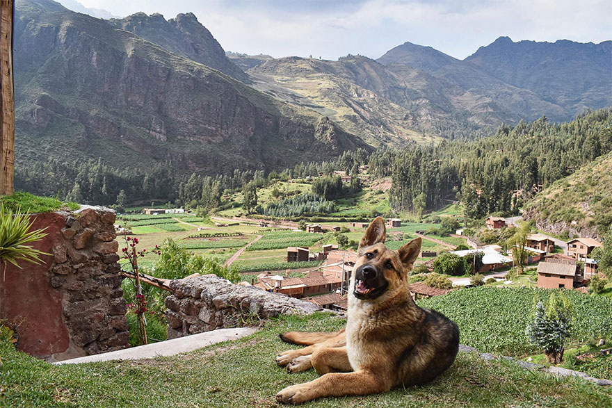 The View From My $9 A Night Hostel In The Mountains Of Peru, Featuring A Very Good Boy