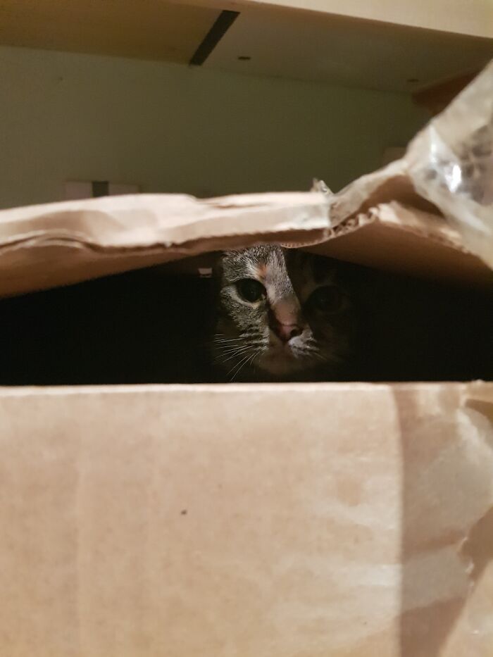Creepy Box Dweller.