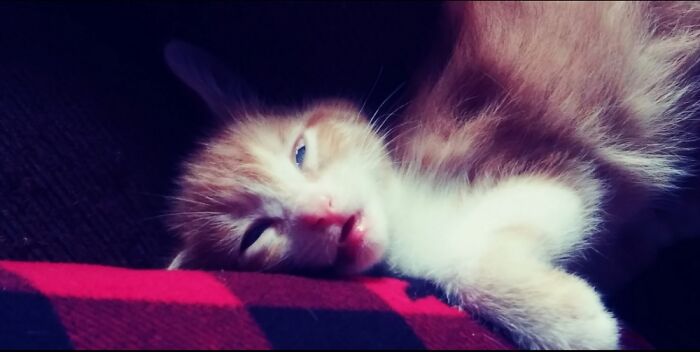 Baby Kitten In Deep Sleep.