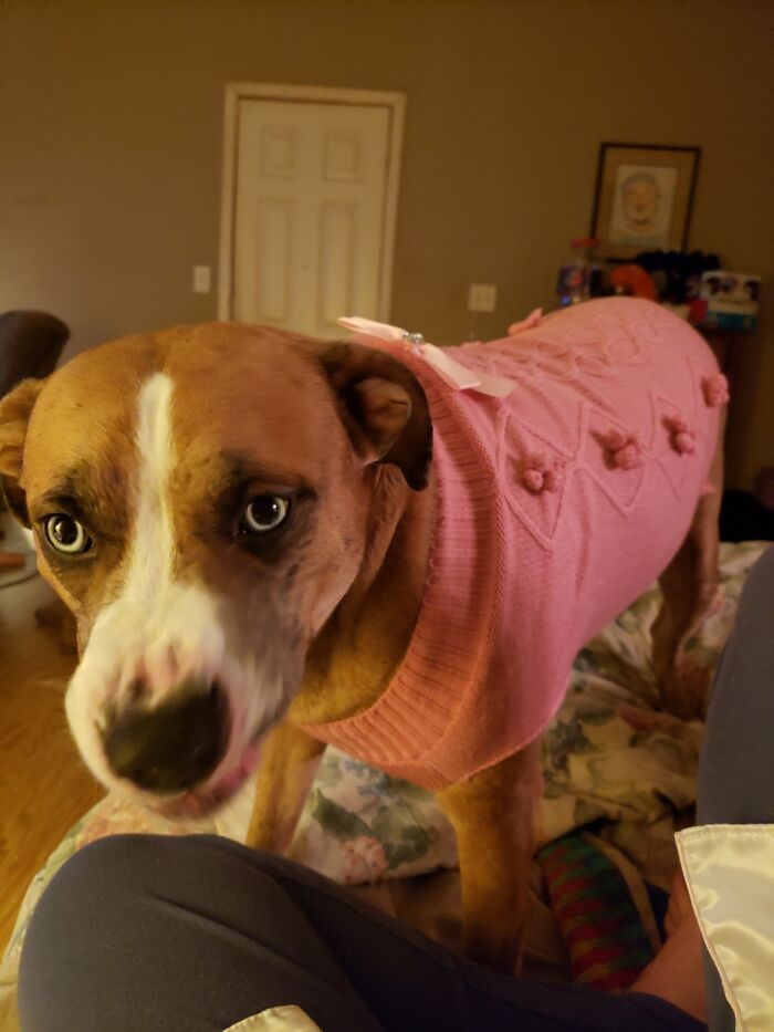 Stuck My Star In A Sweater, Which Made Her Sneeze In Protest.