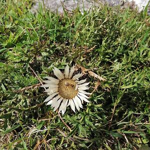 mark_anabela_gaja_halkic avatar