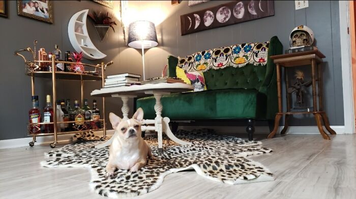 My "Cocktail Corner"! Its Even Better With Miss Mini Hanging Out!