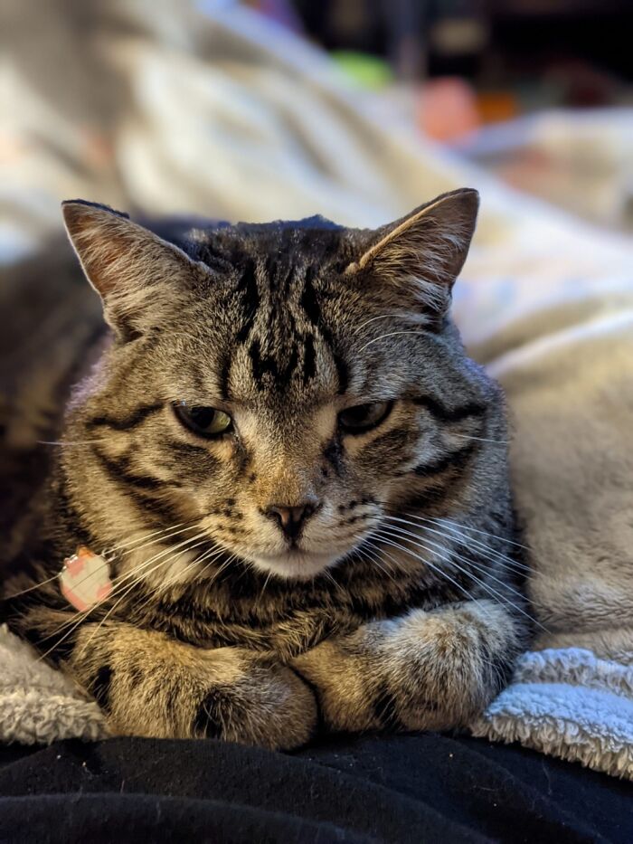 This Is Lou And He Helps Me Alot When I Was Going Through Depression