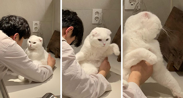 Cat Refuses Owner’s Attempts At Cuddling, And It Has Gone Viral On The Internet