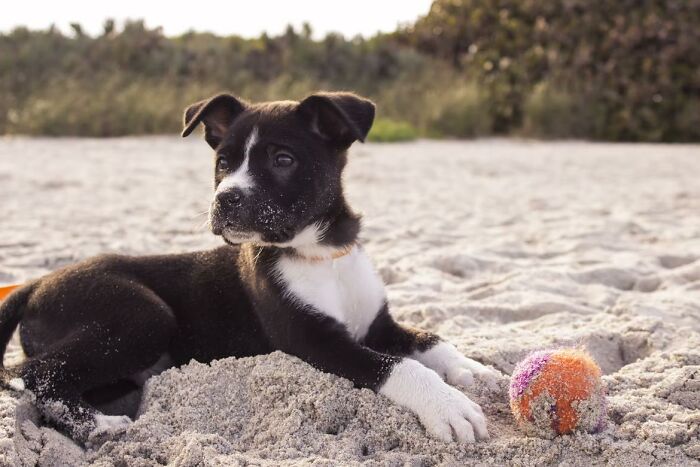 20 Cosas que los dueños de mascotas deberían saber, según los veterinarios